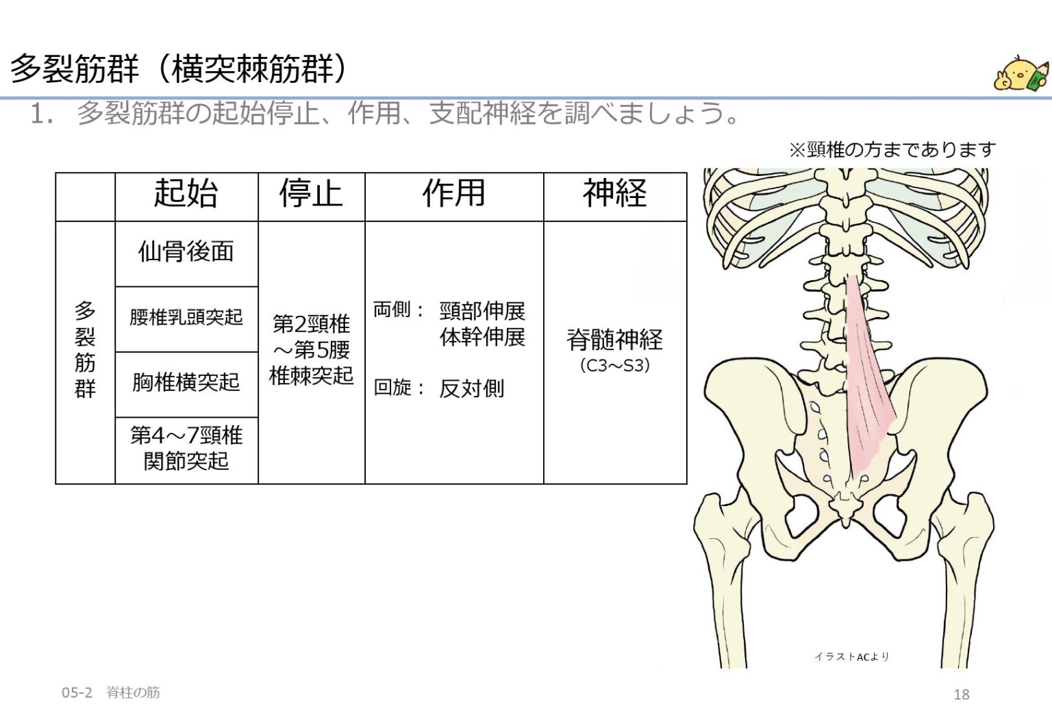 体幹伸展の筋は脊柱起立筋群横突棘筋群 作業療法士国家試験対策講座 国試がわかる