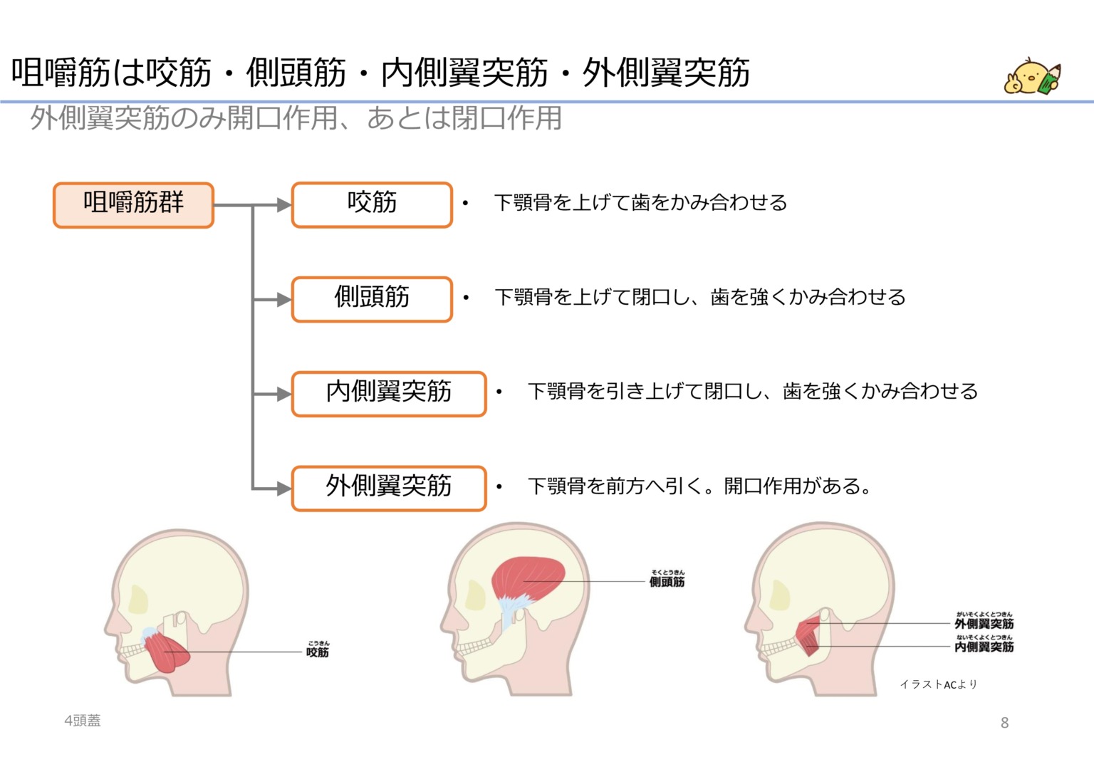 咀嚼筋は4つ 作業療法士国家試験対策講座 国試がわかる
