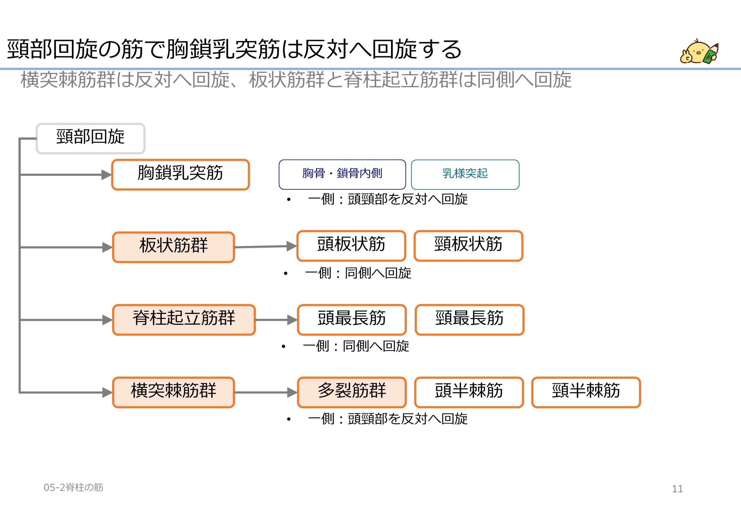 頸部回旋の筋は胸鎖乳突筋・板状筋群・脊柱起立筋群・横突棘筋群 作業療法士国家試験対策講座 国試がわかる