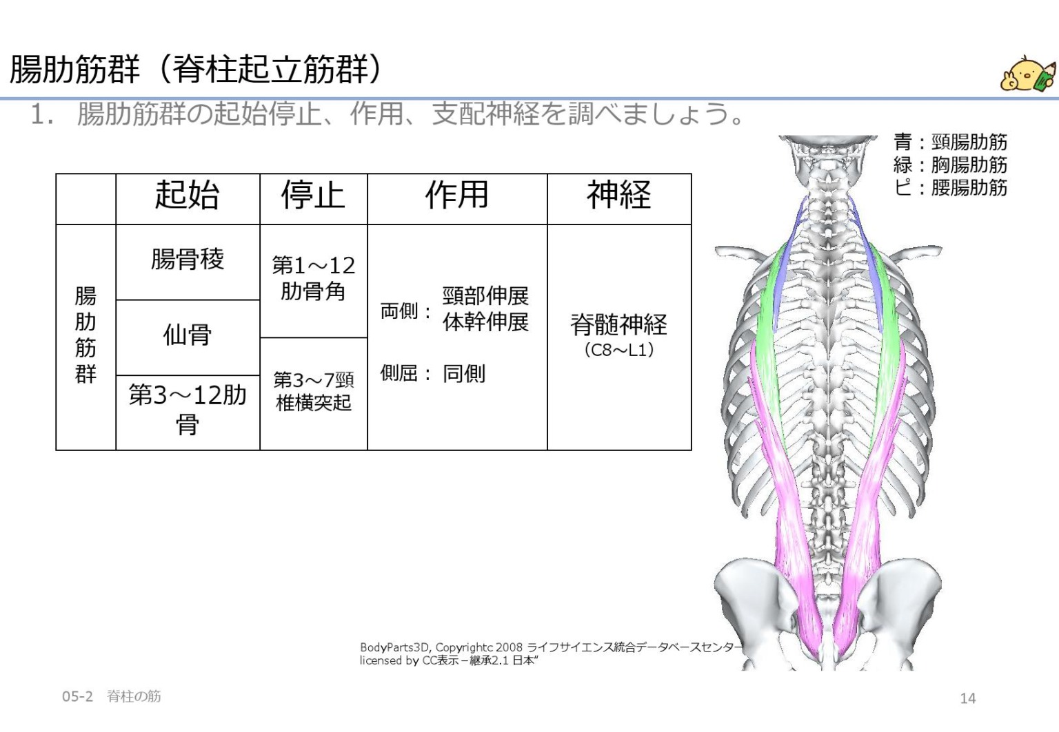 体幹側屈の筋は外腹斜筋・内腹斜筋・脊柱起立筋群・腰方形筋・小腰筋 作業療法士国家試験対策講座 国試がわかる