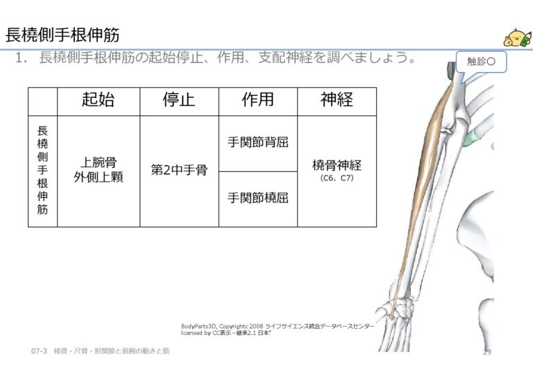手関節橈屈の筋は橈側手根屈筋・長橈側手根伸筋・短橈側手根伸筋 作業療法士国家試験対策講座 国試がわかる