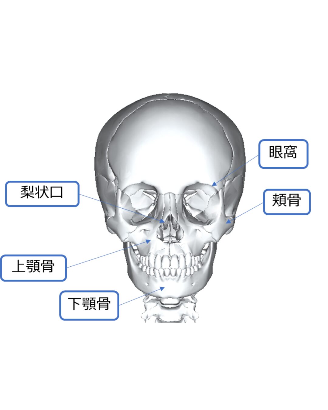 頭蓋外面の名称 | 作業療法士国家試験対策講座 国試がわかる